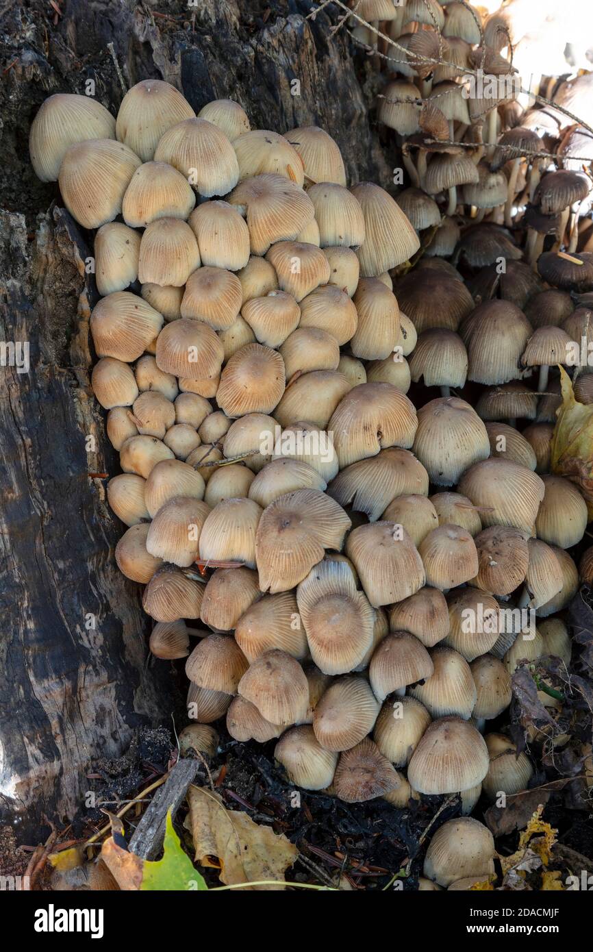 Setas de la tapa de la tinta (Corpinus comatus), creciendo en el tocón del árbol, E EE.UU., por James D Coppinger/Dembinsky Photo Assoc Foto de stock