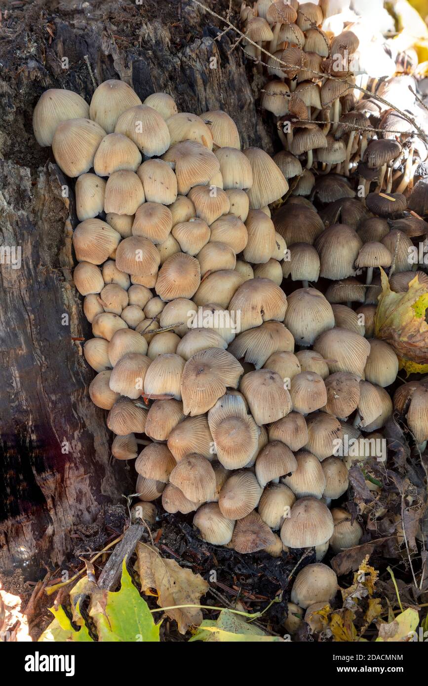 Setas de la tapa de la tinta (Corpinus comatus), creciendo en el tocón del árbol, E EE.UU., por James D Coppinger/Dembinsky Photo Assoc Foto de stock