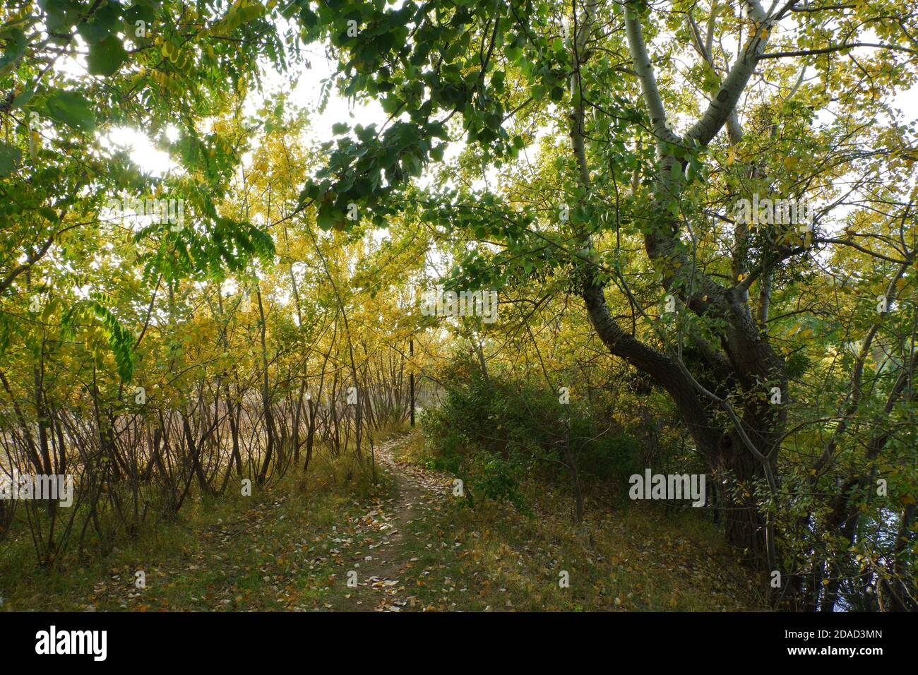 Los árboles y las hojas amarillos en otoño Foto de stock