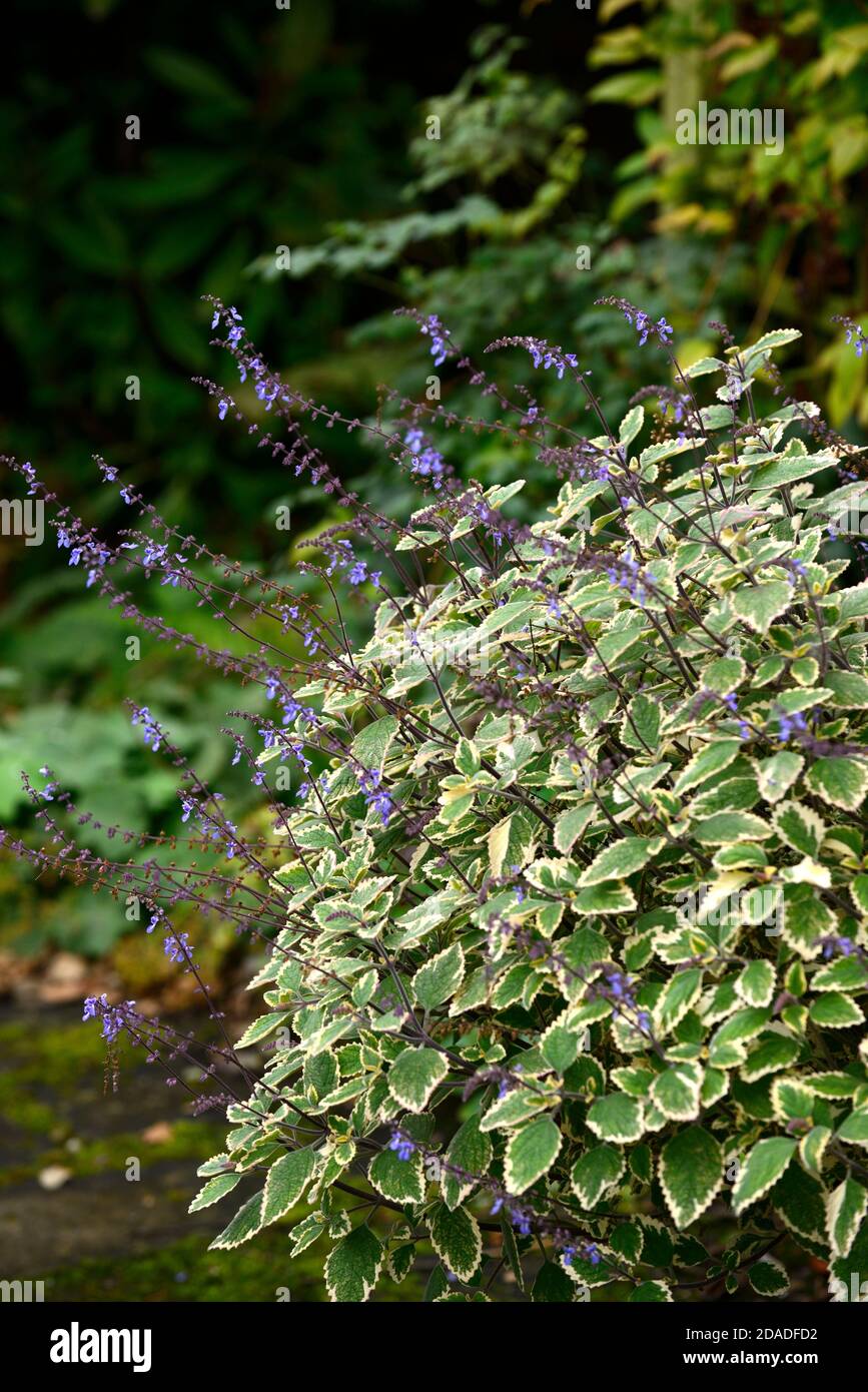 Follaje variegado,hojas,variegata,flores azules,nefeta,menta,RM Floral Foto de stock