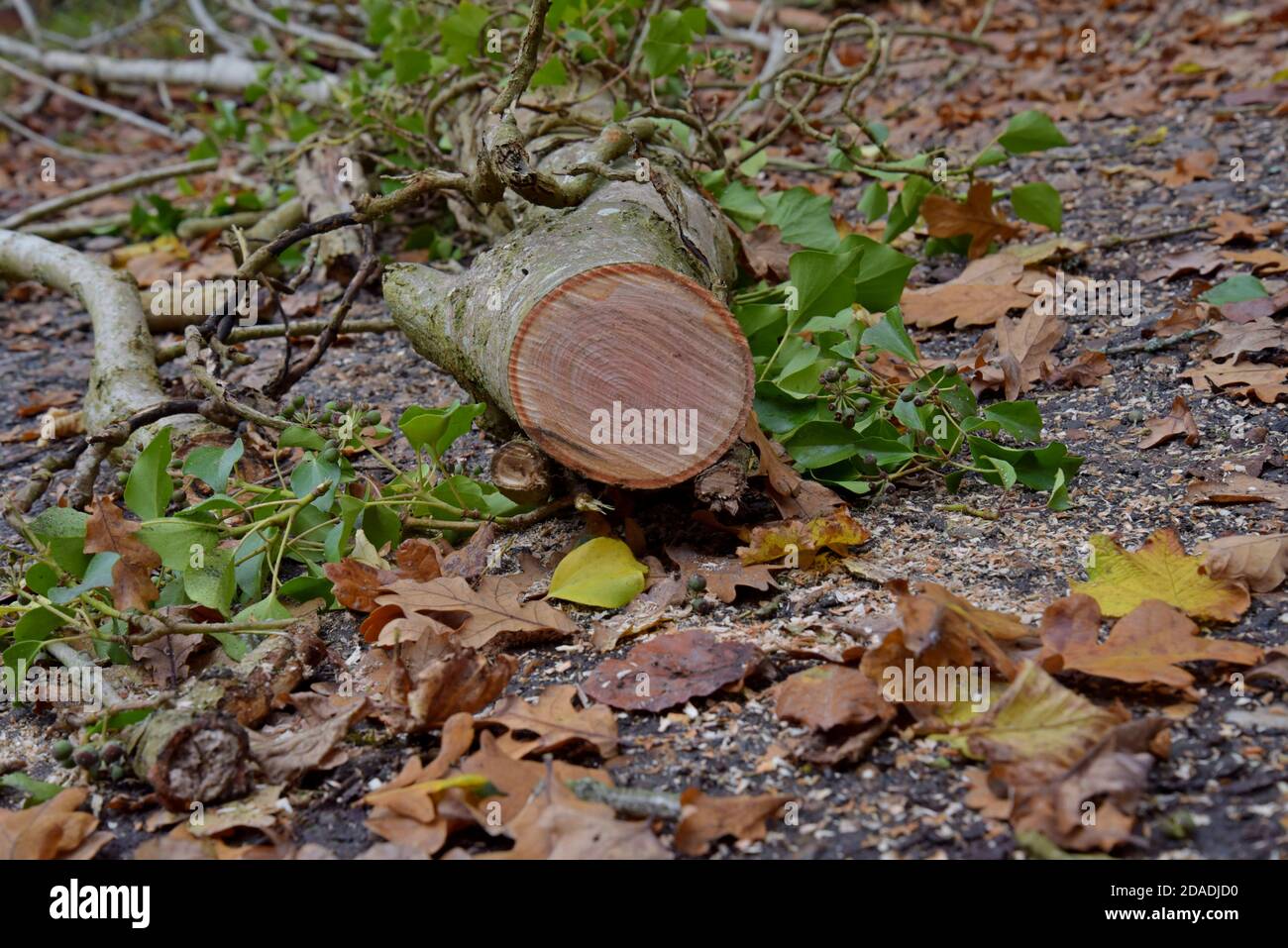 Los tocones de los árboles de fresno acaban de talar en Shropshire, Reino Unido Foto de stock