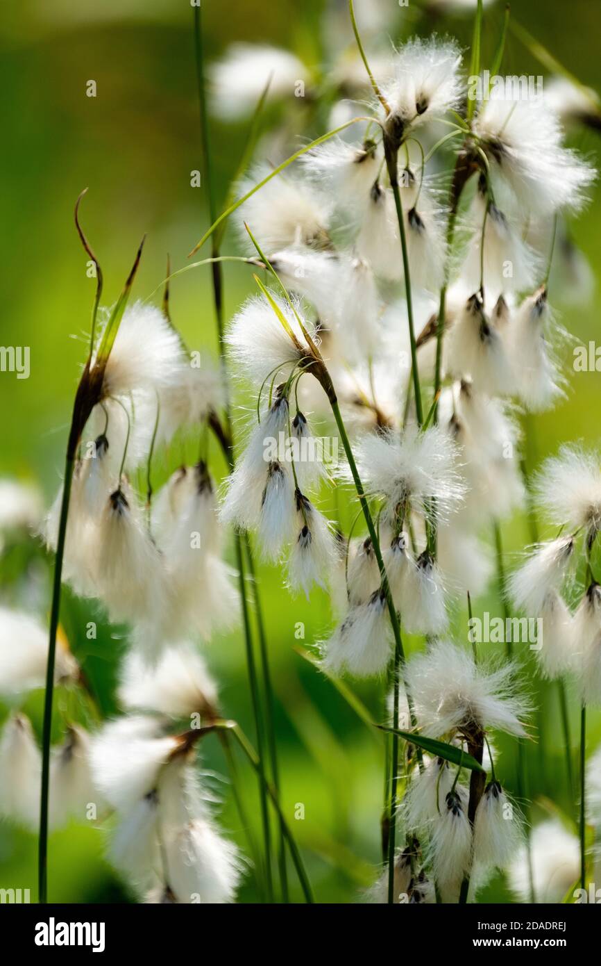 Hierba de algodón de hojas anchas. Eriophorum latifolium. Hierba de algodón. Algodón de hoja ancha Foto de stock