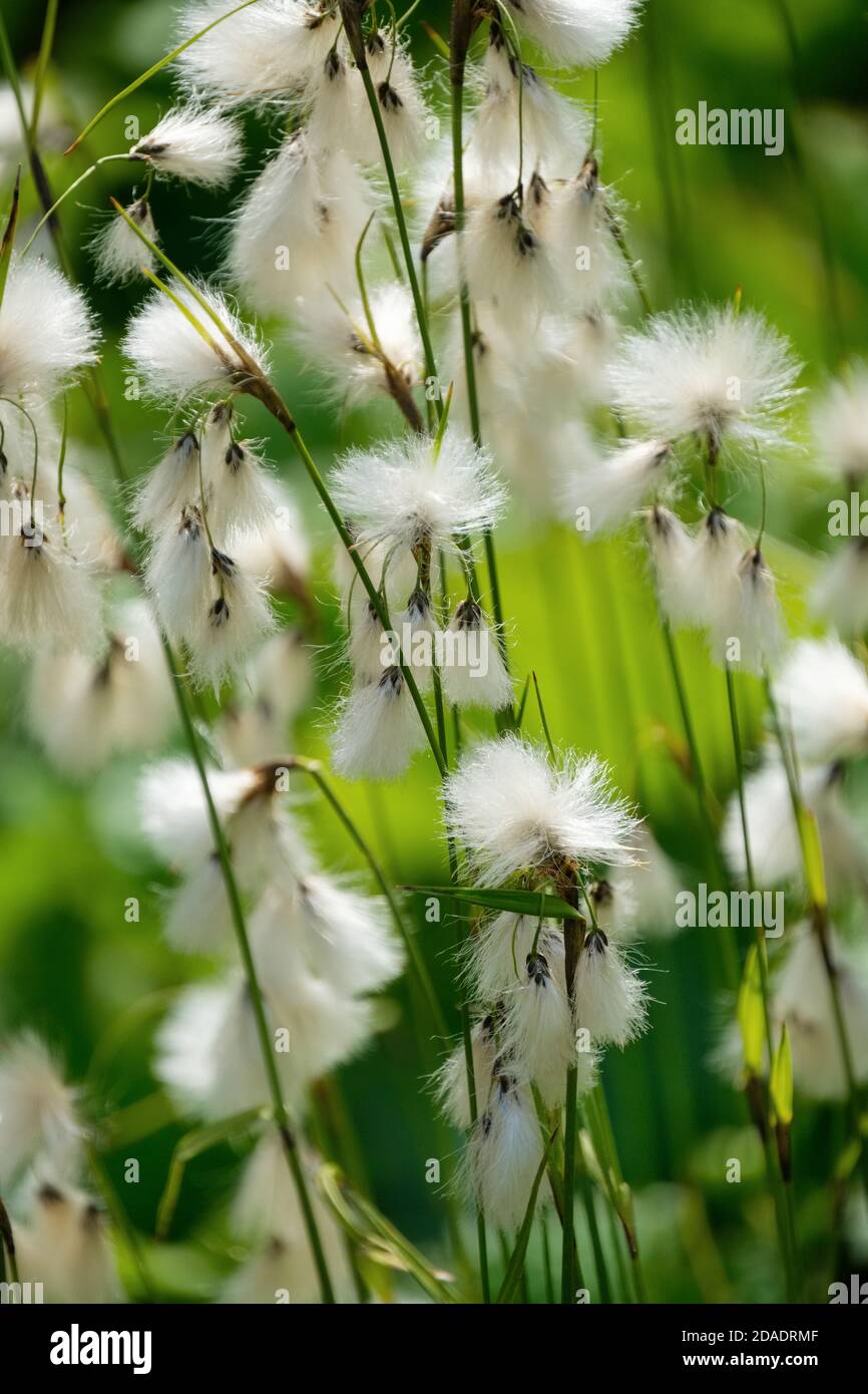 Hierba de algodón de hojas anchas. Eriophorum latifolium. Hierba de algodón. Algodón de hoja ancha Foto de stock