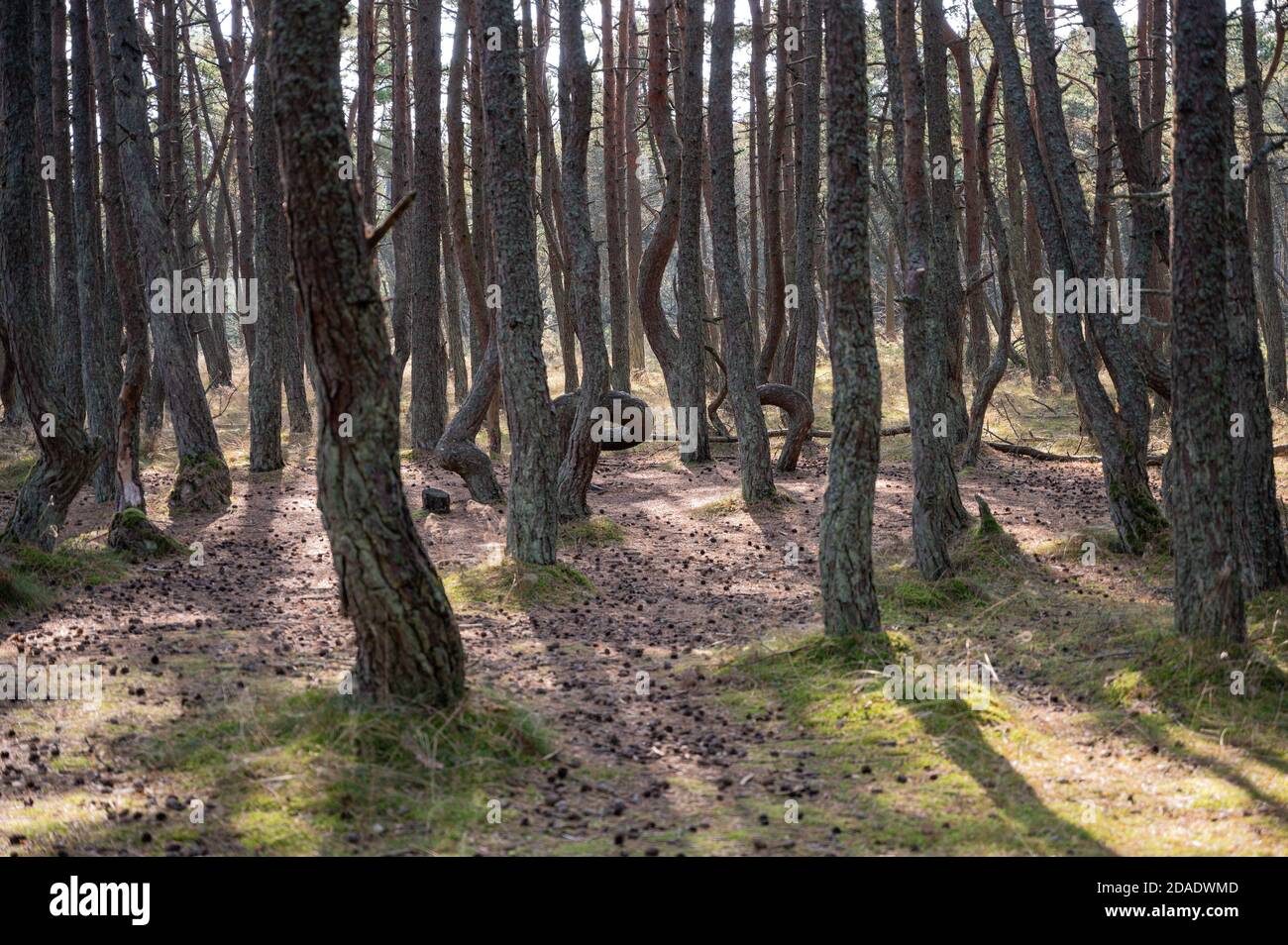Glade con conos en el bosque de pinos bailando, parque nacional Curonian Spit, Dune Round, Kurshsraya Kosa, Rusia Foto de stock