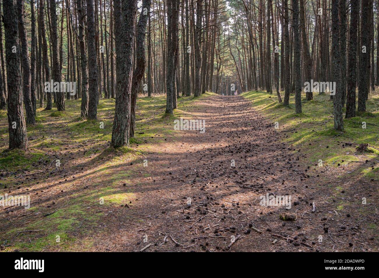 Camino lleno de conos en el bosque de pinos bailando, parque nacional de Curonian Spit, Dune Round, Kurshsraya Kosa, Rusia Foto de stock