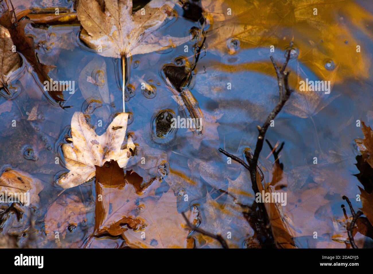 Una rana verde se mueve con la cabeza por encima de la superficie de un flujo lento para respirar, mientras que las hojas de otoño flotan lentamente Foto de stock