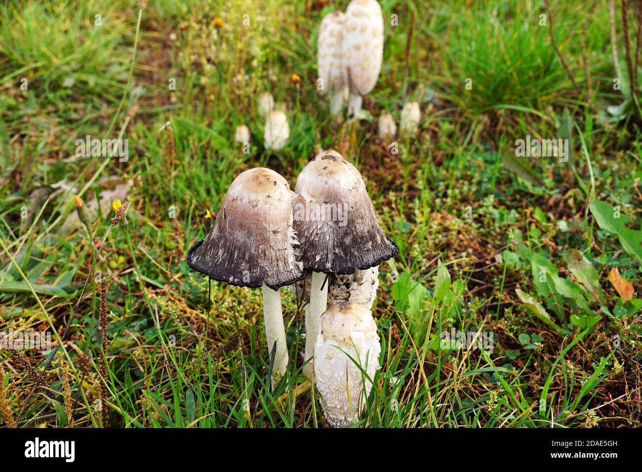 El capuchón de la tinta, la peluca del abogado, o el mane de la shaggy (Coprinus comatus) es un hongo común que se ve a menudo creciendo en el césped y áreas de desechos. Foto de stock