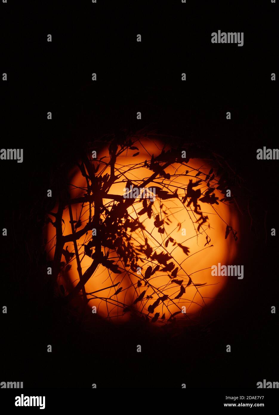 Londres, Reino Unido. 12 de noviembre de 2020. El Sol fotografiado con un filtro solar de luz blanca a través de las ramas otoñales. Crédito: Malcolm Park/Alamy Live News. Foto de stock