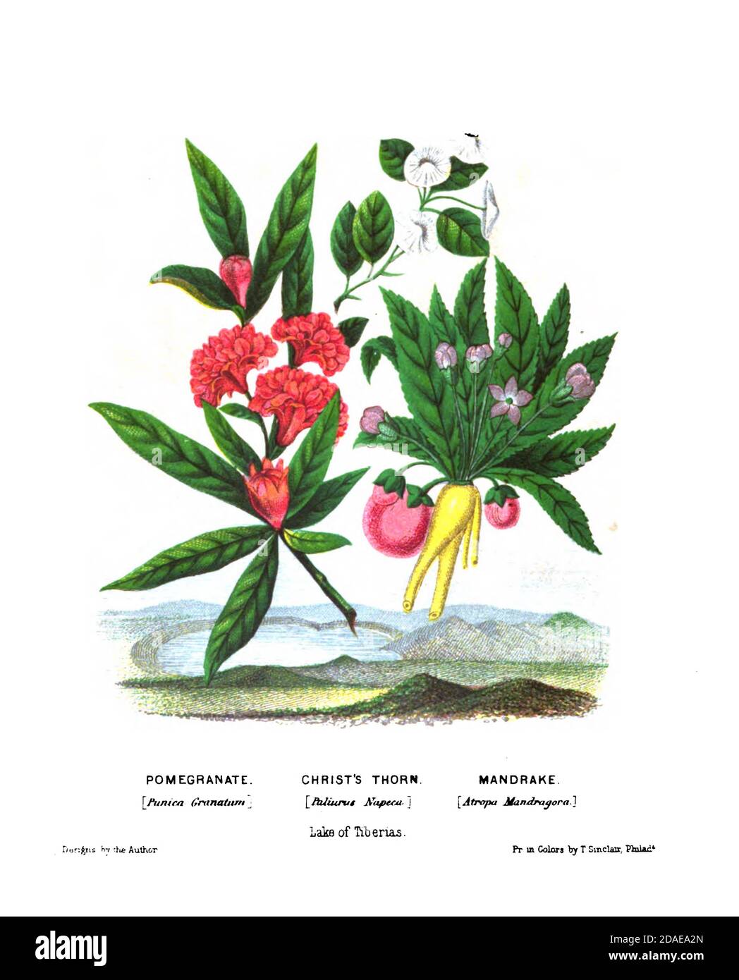 Pomegranato (Punica granatum), Espino de Cristo (Paliurus spina-christi, comúnmente conocido como espina de Jerusalén, espina de garland, o corona de espinas) y Mandrake (Mandragora officinarum aquí como Atropa Mandragora). Con sus Frutas y Flores, bellamente ilustradas por dibujos originales, coloreadas de la naturaleza por el Reverendo Osborn, H. S. (Henry Stafford), 1823-1894 Publicado en Filadelfia, por J.B. Lippincott & Co. En 1861 Foto de stock