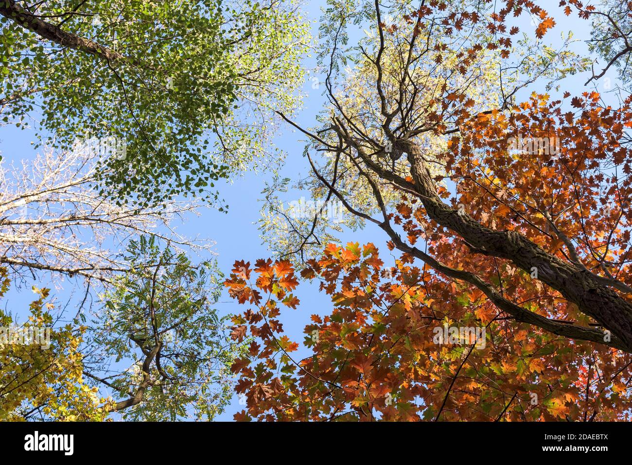 Vista de otoño hacia arriba de árboles coloridos contra el cielo azul Foto de stock