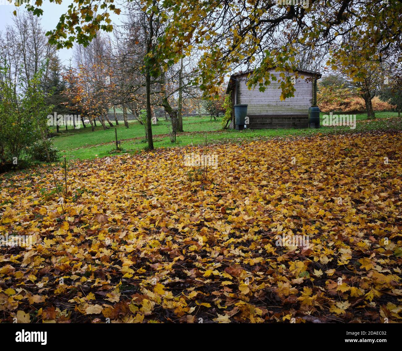 Colores otoñales y una alfombra de hojas suecas Sycamore rodean Una casa con jardín en Nidderdale Foto de stock
