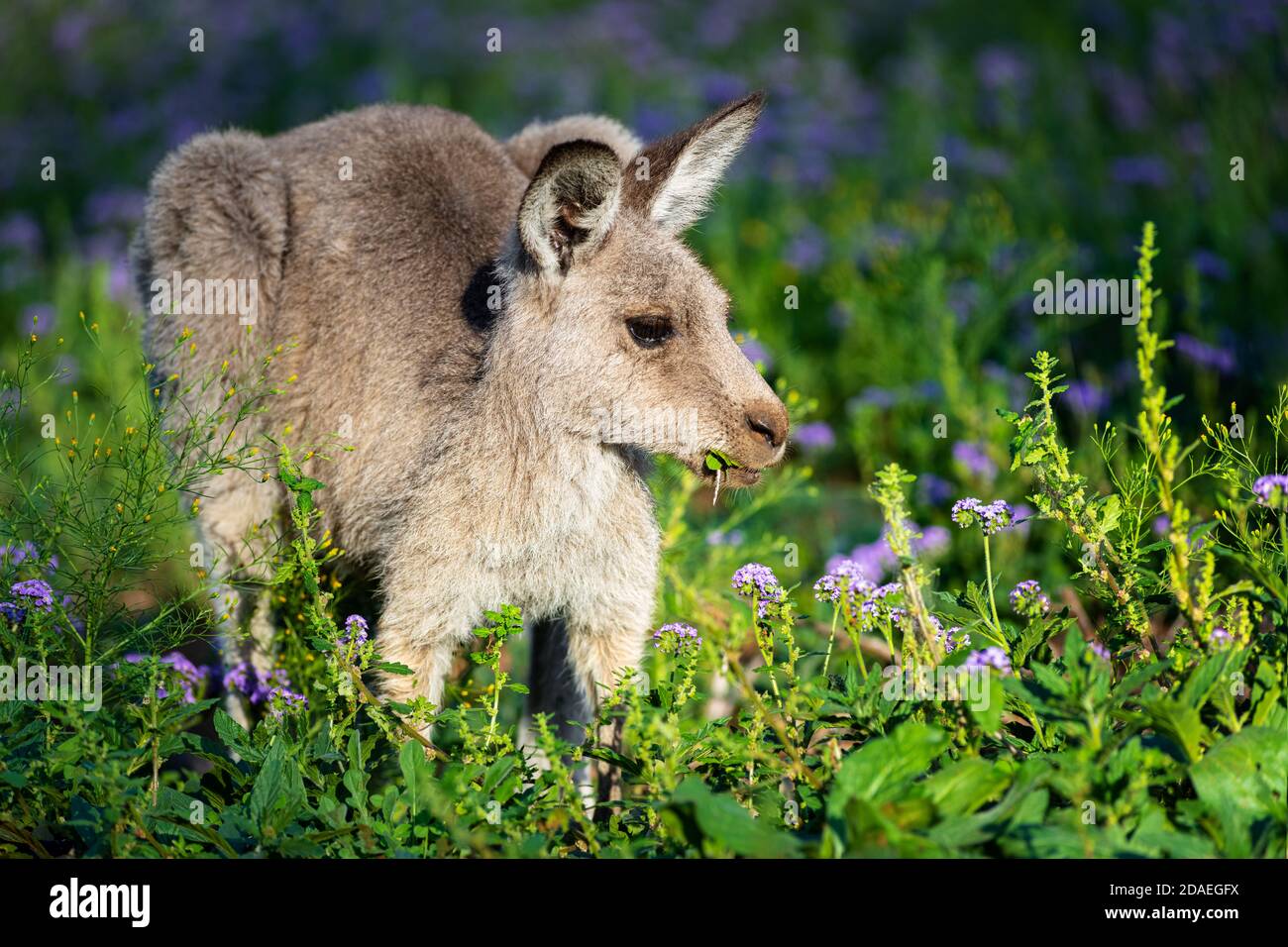 Canguro gris oriental alimentándose en un prado de flores. Foto de stock