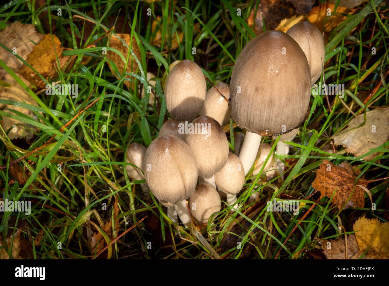 Hongos Inkcap comunes en Suffolk Forest, Inglaterra Foto de stock