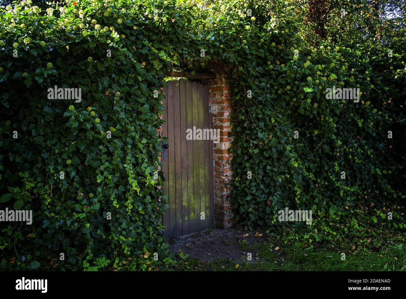 Puerta al jardín mágico. Puerta secreta superada con hiedra Foto de stock