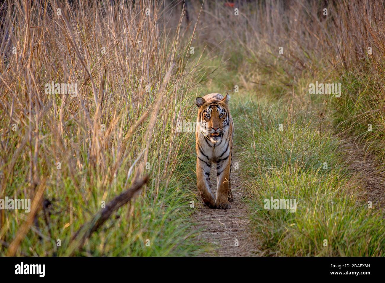 tadoba tigress caminar en la vista frontal del sendero Foto de stock