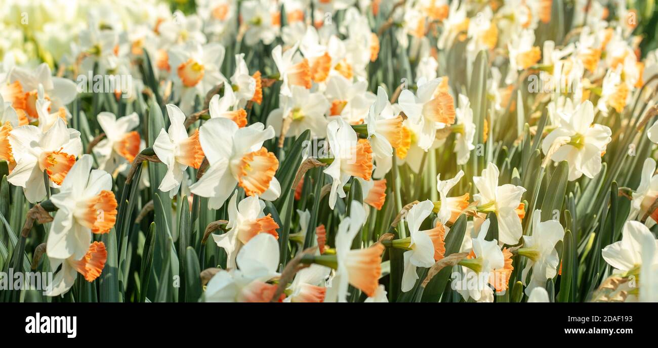 Bandera de primavera de tulipanes amarillos hermosos. Panorama horizontal, espacio de copia. - imagen Foto de stock
