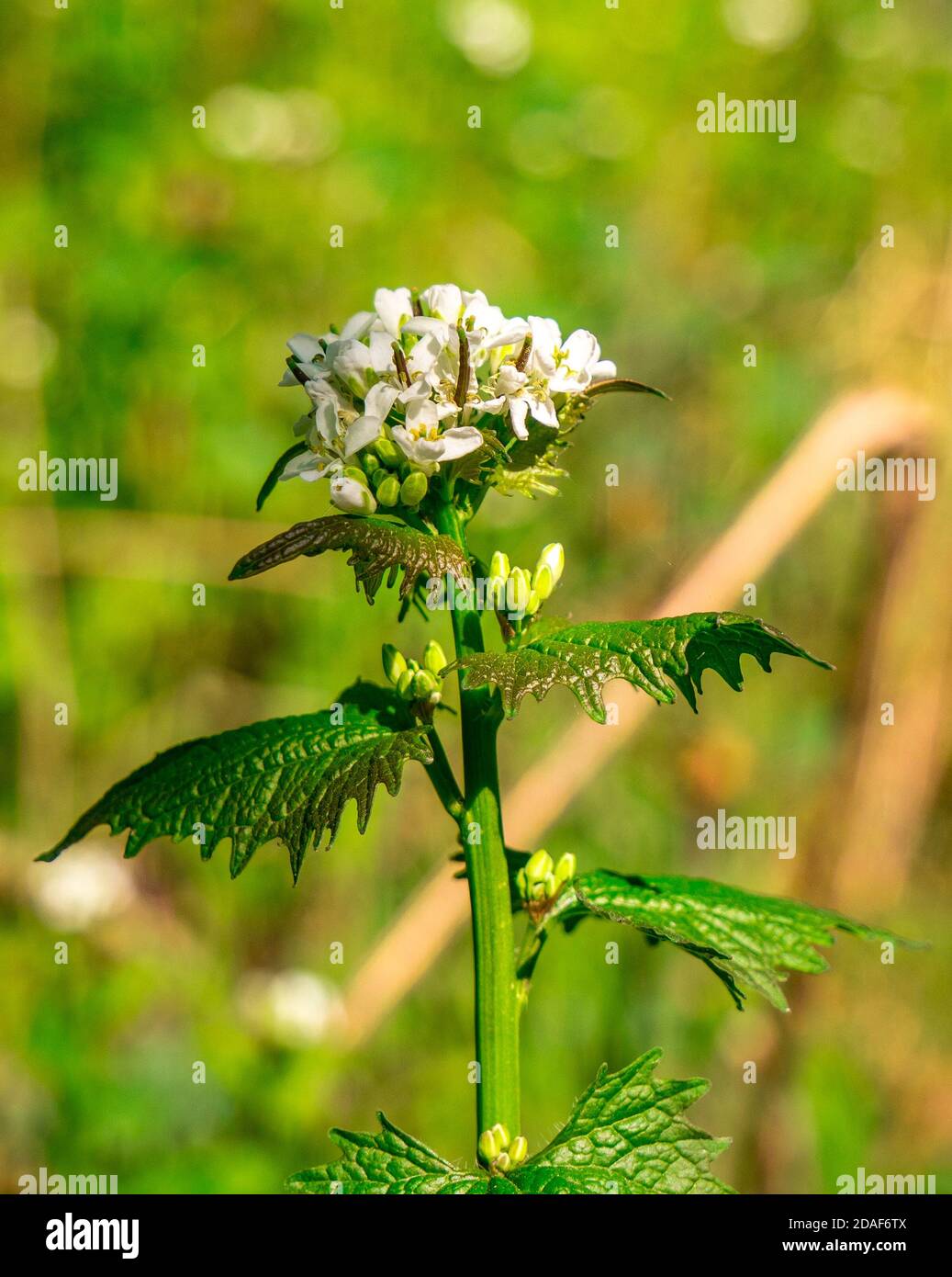 Mostaza de ajo (Alliaria petiolata) cerrar la parte superior de una planta con flores Foto de stock