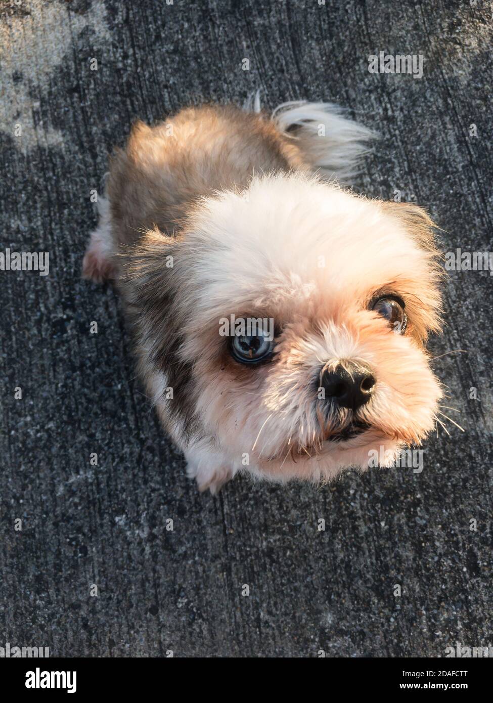 Retrato del cachorro Shih Tzu perro sentado y contacto visual Foto de stock