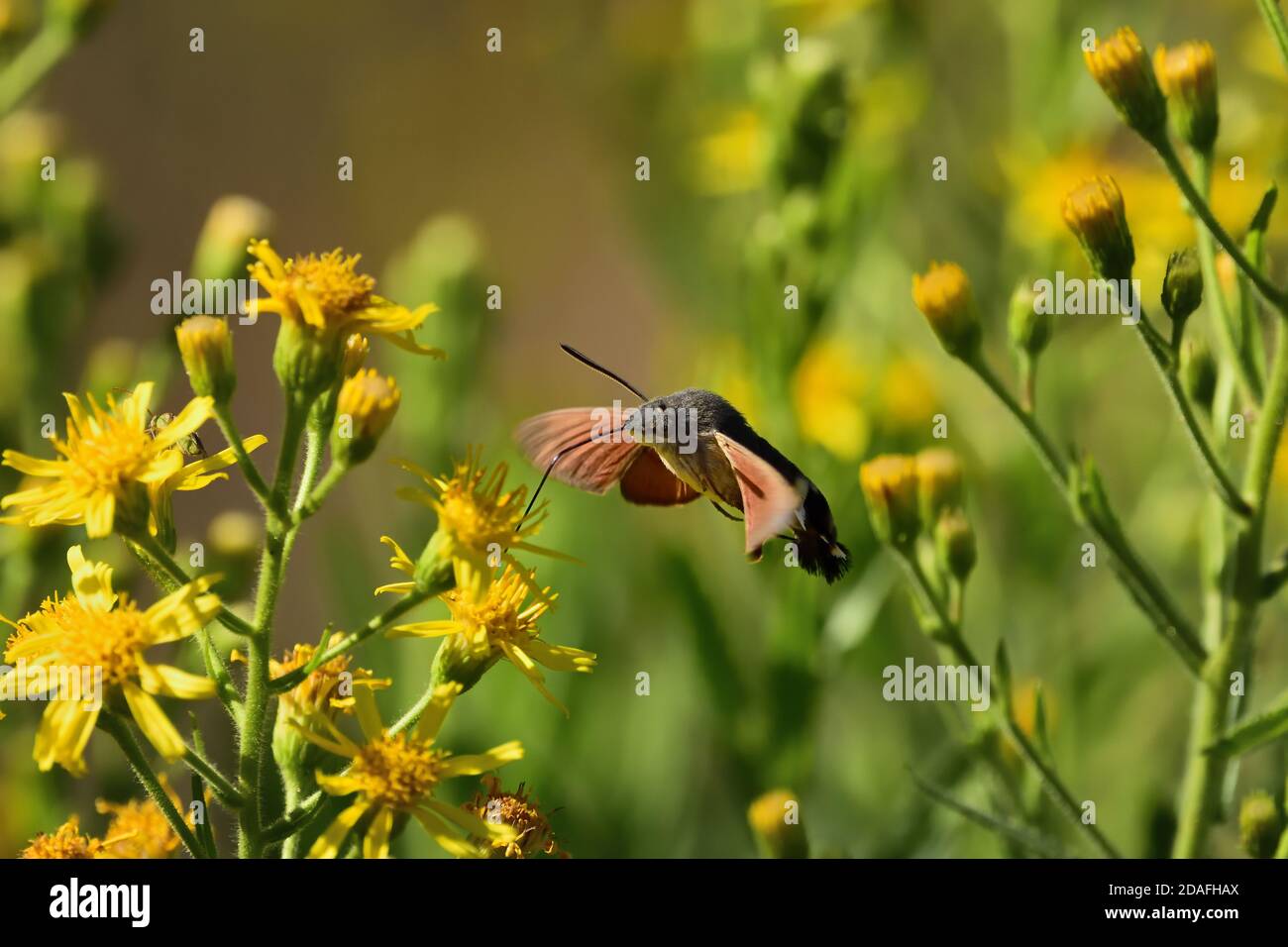 Espécimen aislado de colibrí de polilla de halcón (Macroglossum stellatarum). Vuela rápido de flor a flor y también se llama el Hummingbird Sphinx. Foto de stock