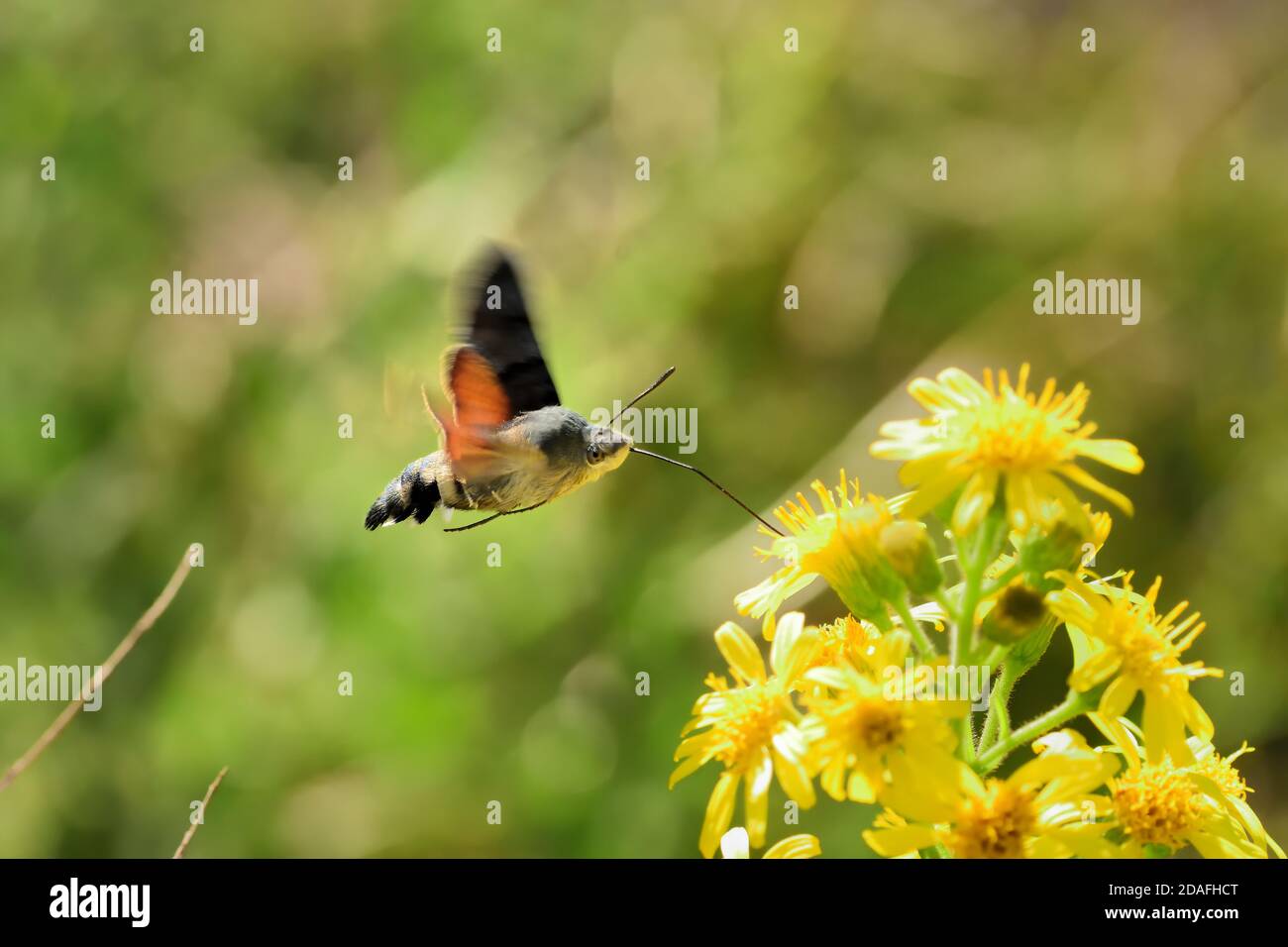 Espécimen aislado de colibrí de polilla de halcón (Macroglossum stellatarum). Vuela rápido de flor a flor y también se llama el Hummingbird Sphinx. Foto de stock