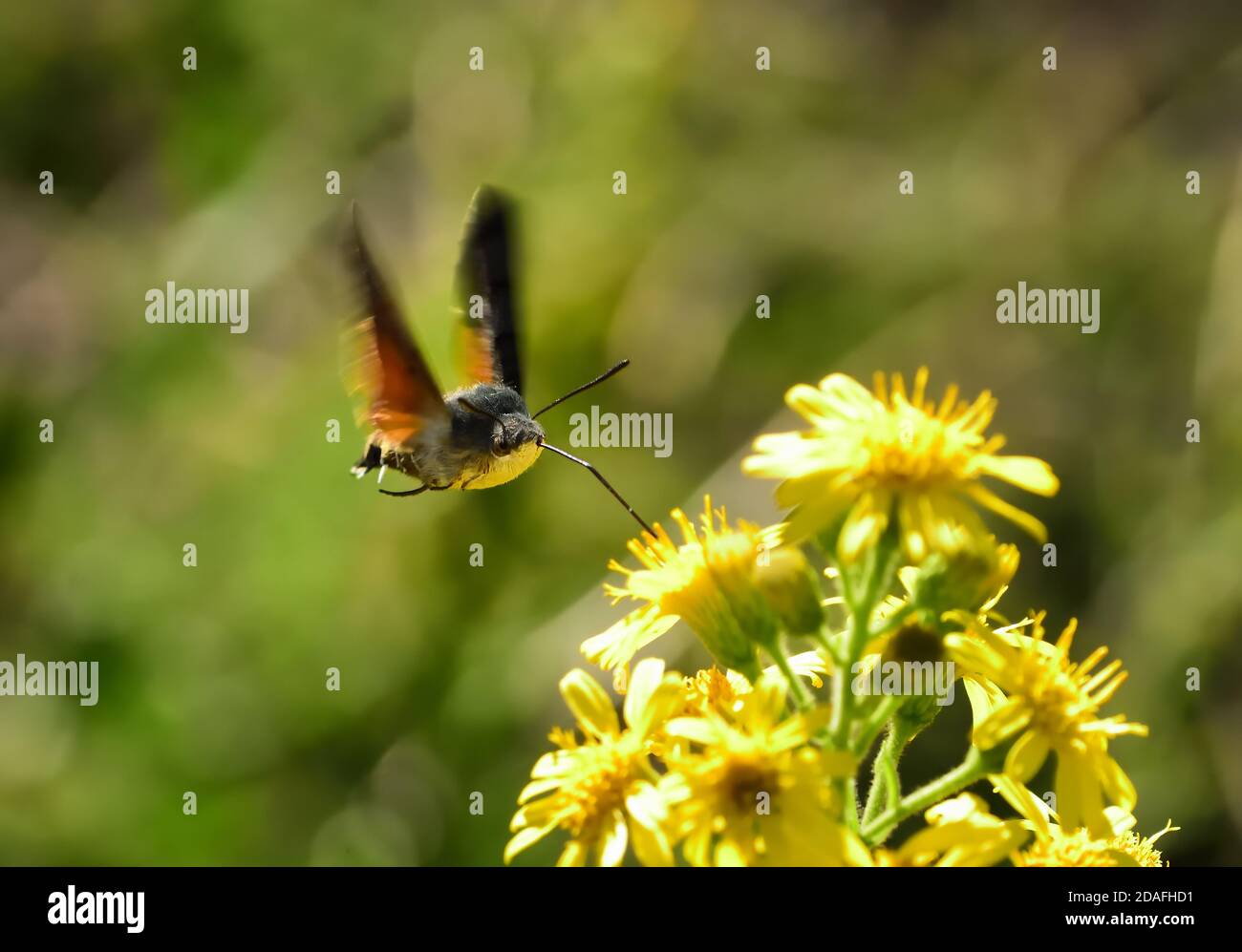 Espécimen aislado de colibrí de polilla de halcón (Macroglossum stellatarum). Vuela rápido de flor a flor y también se llama el Hummingbird Sphinx. Foto de stock