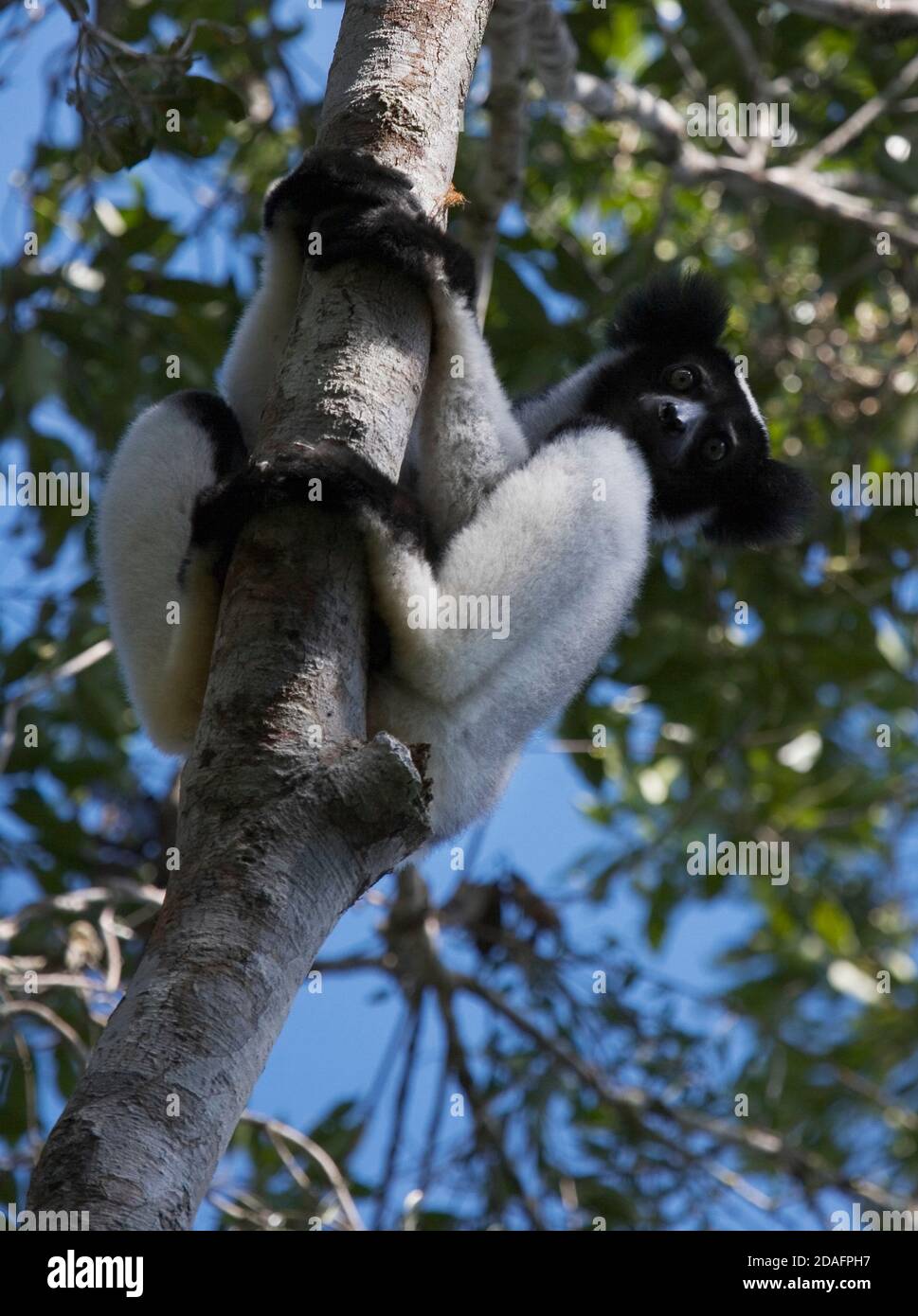 Indri (indri Indri), mayor lemur, en el bosque, Reserva de Perinet, Madagascar Foto de stock