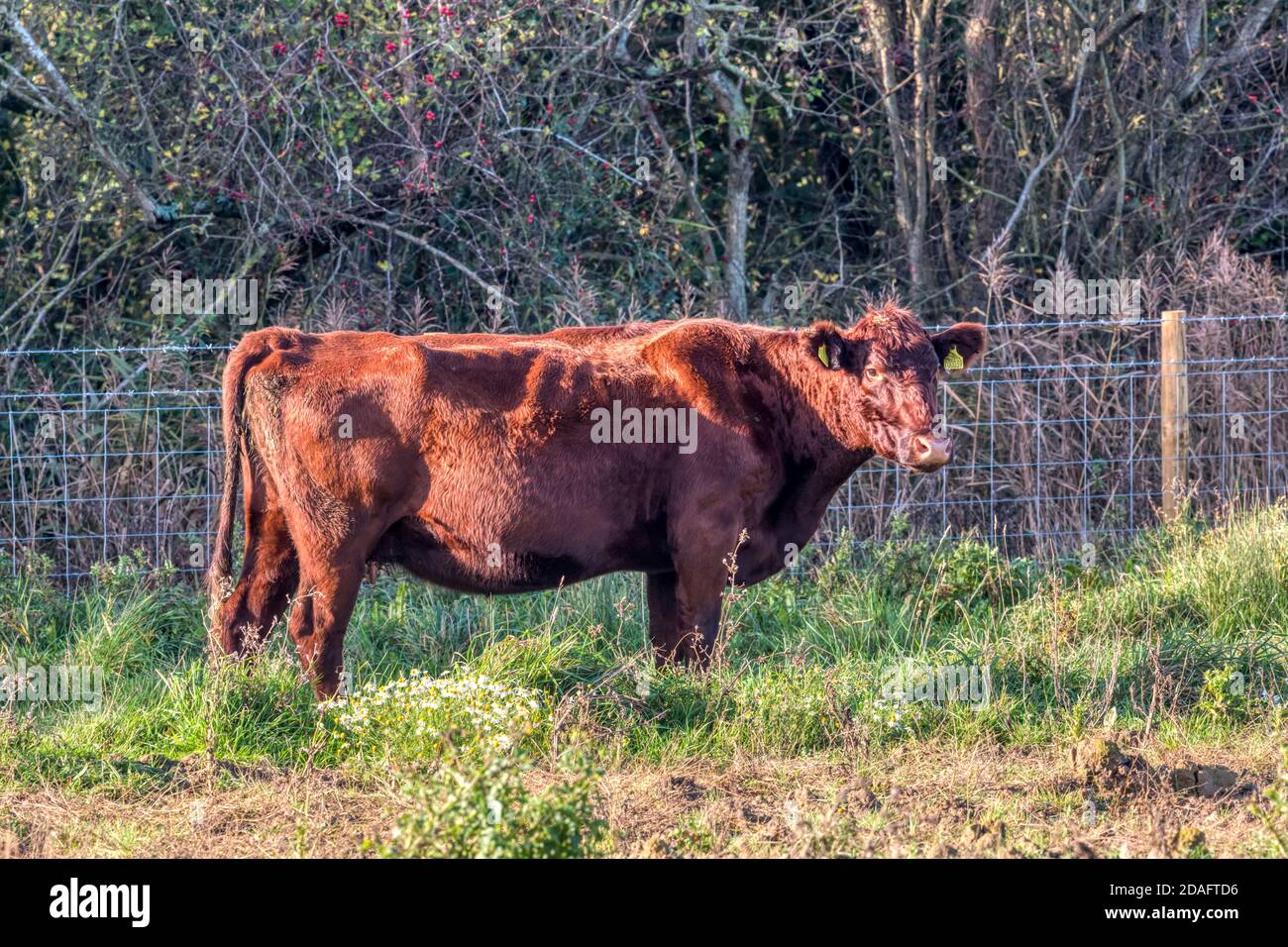Una de las vacas rojas presentó al proyecto de rewilding de Ken Hill en Norfolk como animales de pastoreo de conservación. Foto de stock
