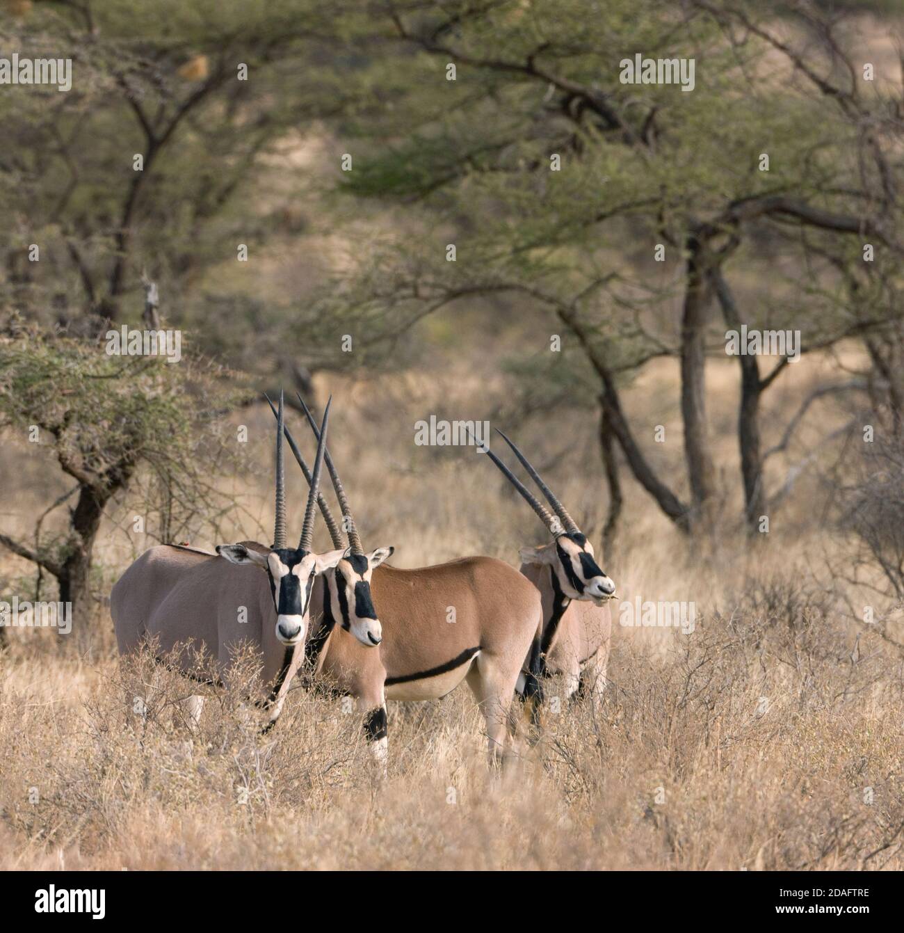 Oryx Gazella en la sabana, Samburu, Kenia Foto de stock