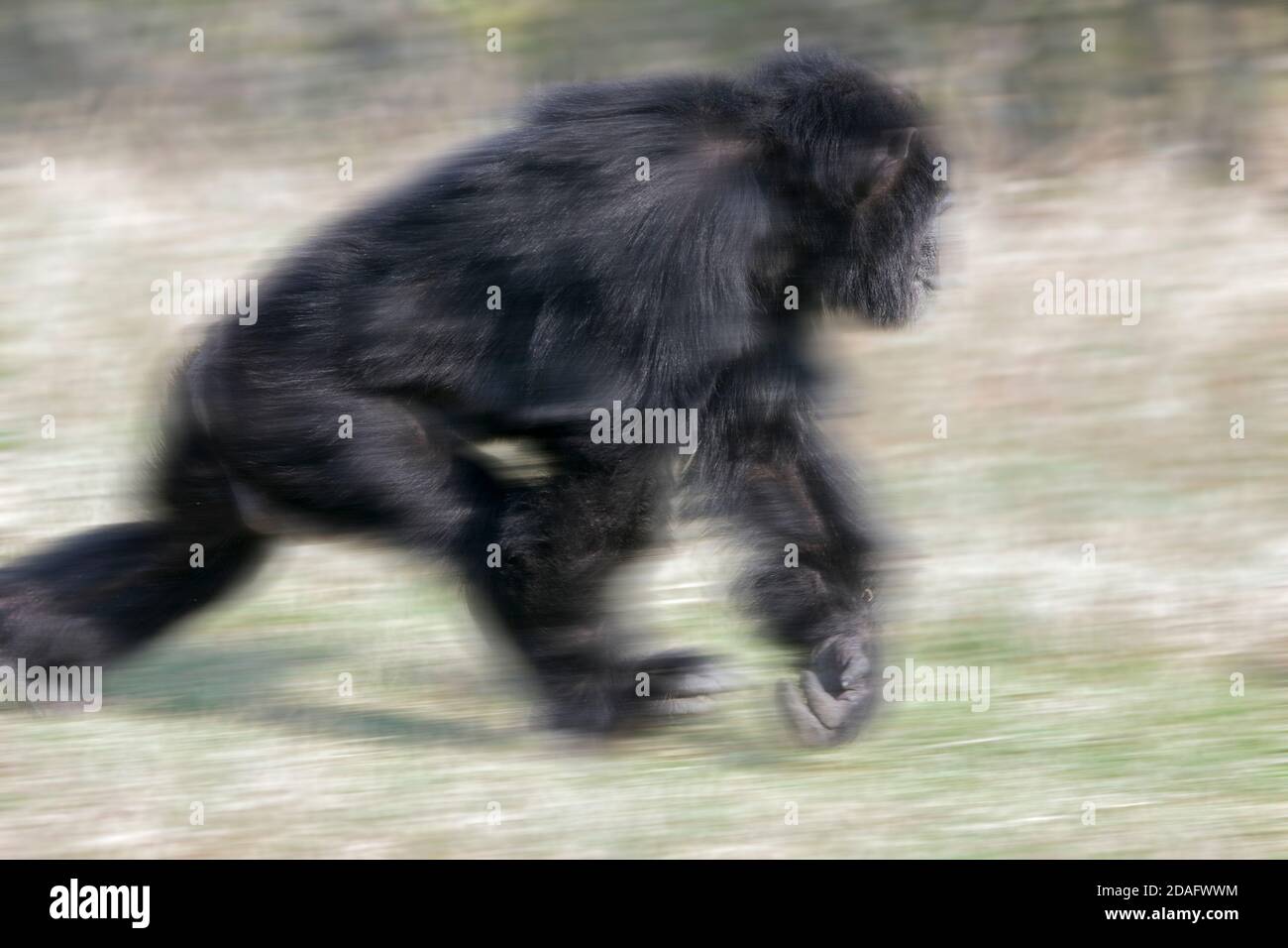 El chimpancé, Samburu, Kenia Foto de stock