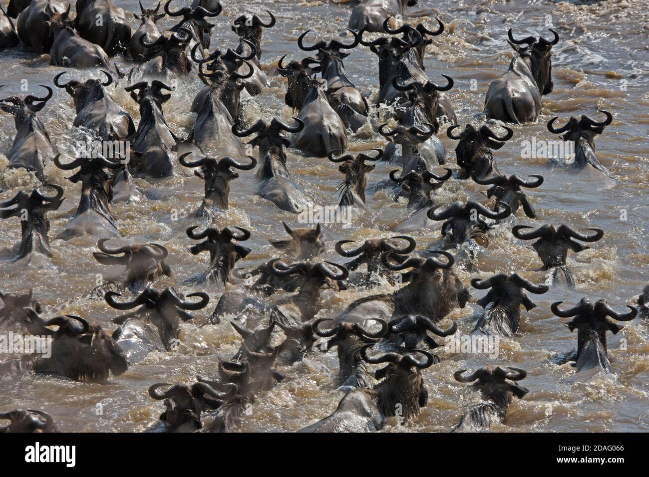 La migración de los ñus, cruzando el río Masai Masai Mara, Kenya Foto de stock
