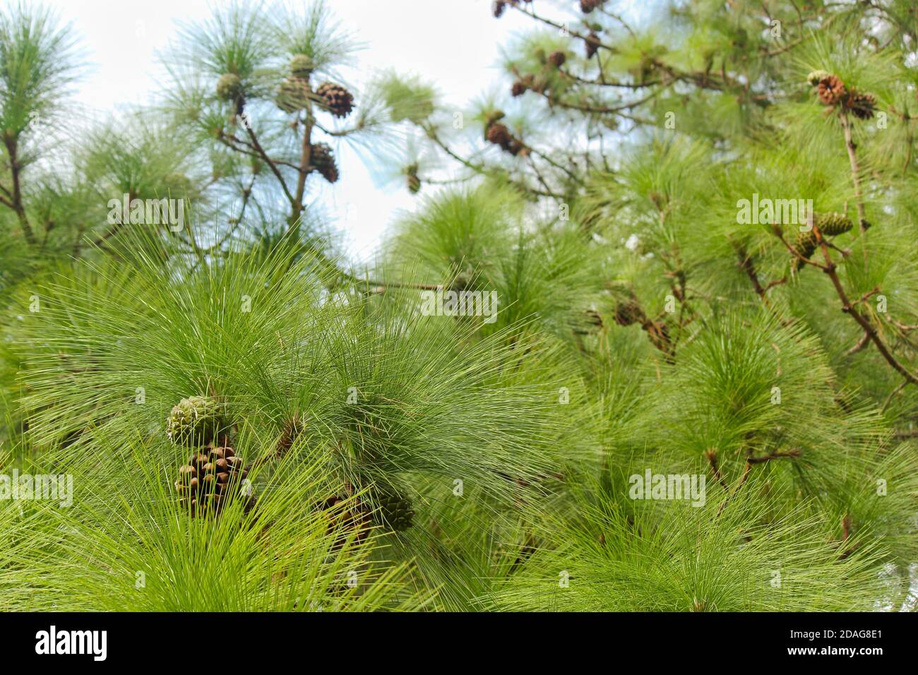 Cones y agujas de pino Monterrey (Pinus radiata) Foto de stock