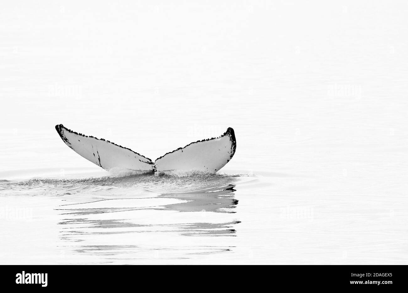 Observación de ballenas en Husavik, Norte de Islandia, Europa Foto de stock