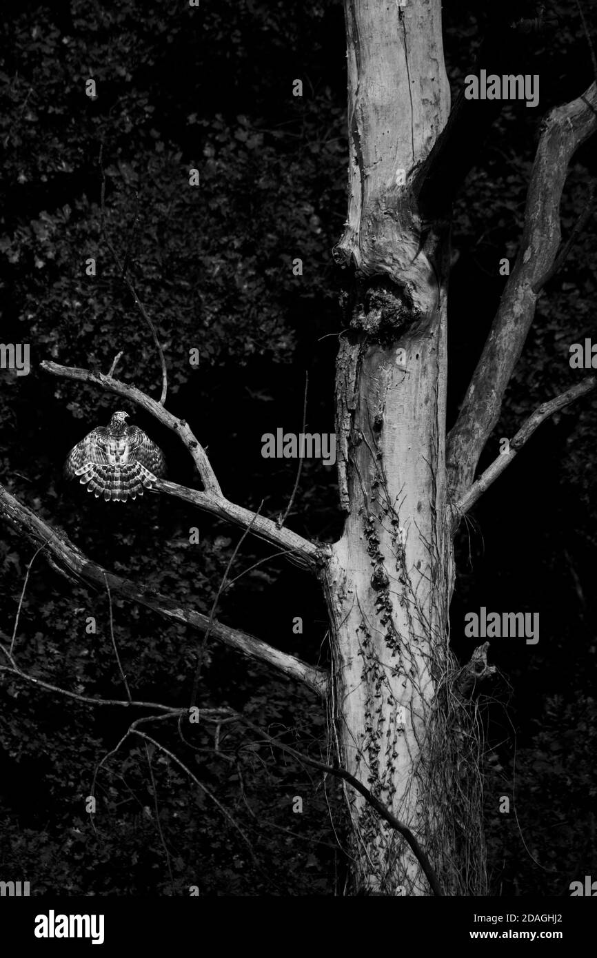 Ave de rapiña, encaramado en una rama de árbol con alas Foto de stock