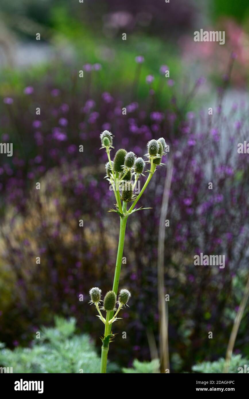 Eryngium agavifolium,agave-leaved sea holly,spiky,thorny,ornamental plants,ornamental thistle,thistles,Gardens,garden,RM Floral Foto de stock