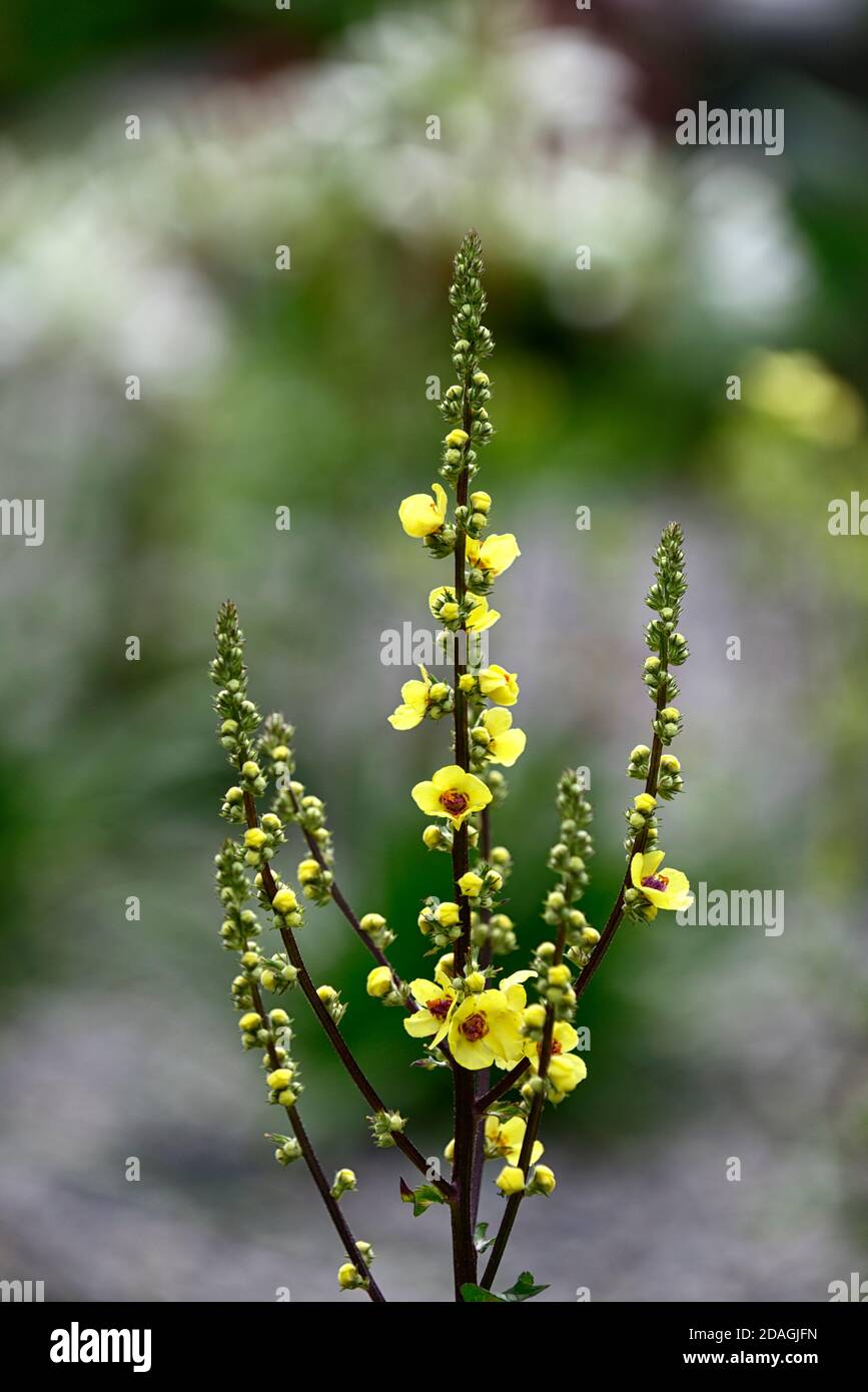 Verbascum,mullein,mulleins,flores amarillas,florecimiento,jardín,jardines,RM Floral Foto de stock
