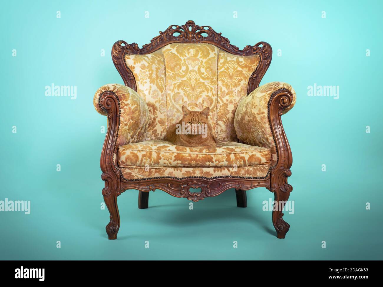 Gato majestuoso relajante en un sillón de lujo. Fondo cian Foto de stock