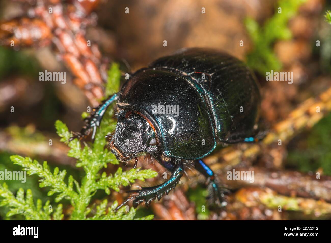 Dor común escarabajo (Anoplotrupes stercorosus, Geotrupes stercorosus), sobre el piso del bosque, Alemania Foto de stock
