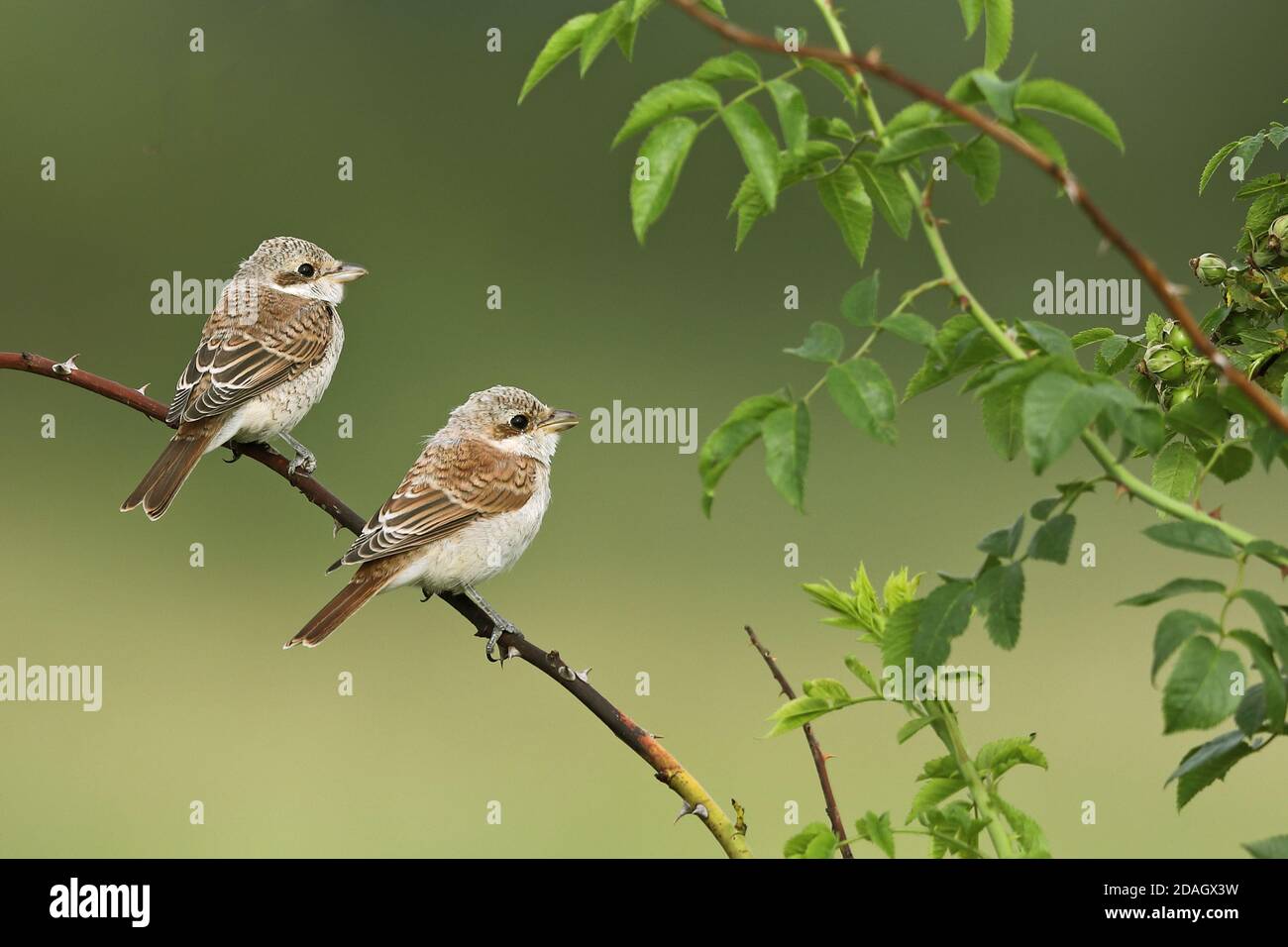 Langostinos con respaldo rojo (Lanius collurio), dos aves jóvenes que percen juntos en un tendril de mora, Hungría, Hajdu-Bihar, Parque Nacional de Hortobagy Foto de stock