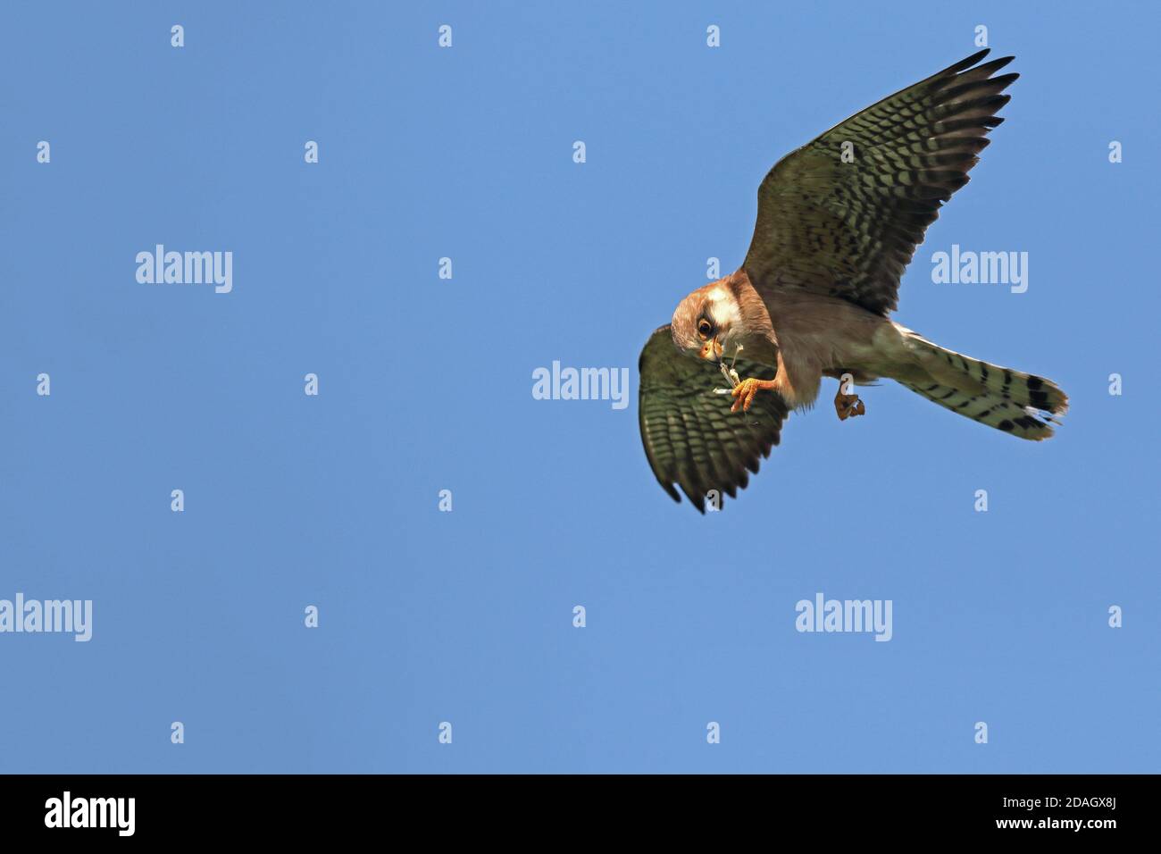 halcón de patas rojas del oeste (Falco vespertinus), mujer voladora alimentando saltamontes capturados, vista lateral, Hungría, Hajdu-Bihar, Parque Nacional de Hortobagy Foto de stock