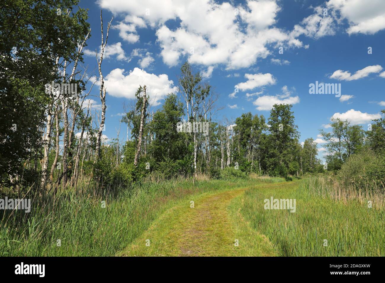 Paisaje Wodlakebos en el Parque Nacional Weerribben-Wieden, países Bajos, Overijssel, Parque Nacional Weerribben-Wieden Foto de stock