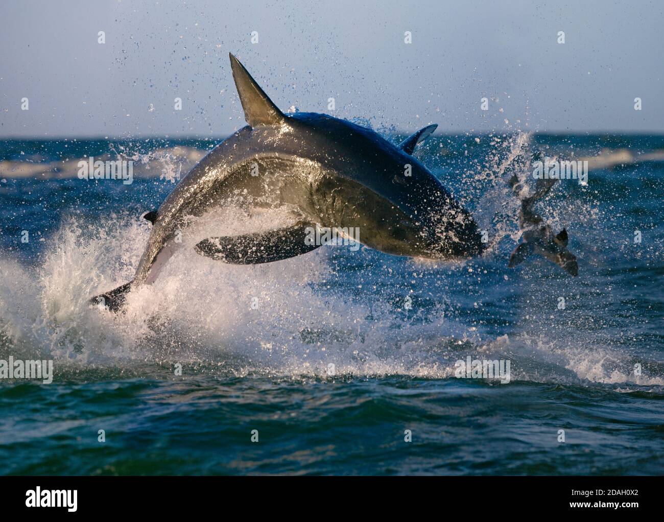 Gran Tiburón Blanco incumplir después de sello, False Bay, Sudáfrica Foto de stock