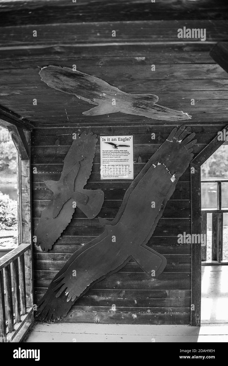 Señalización de águila calva en una cabina de madera ciega para observación de aves En los Poconos de Pennsylvania Foto de stock