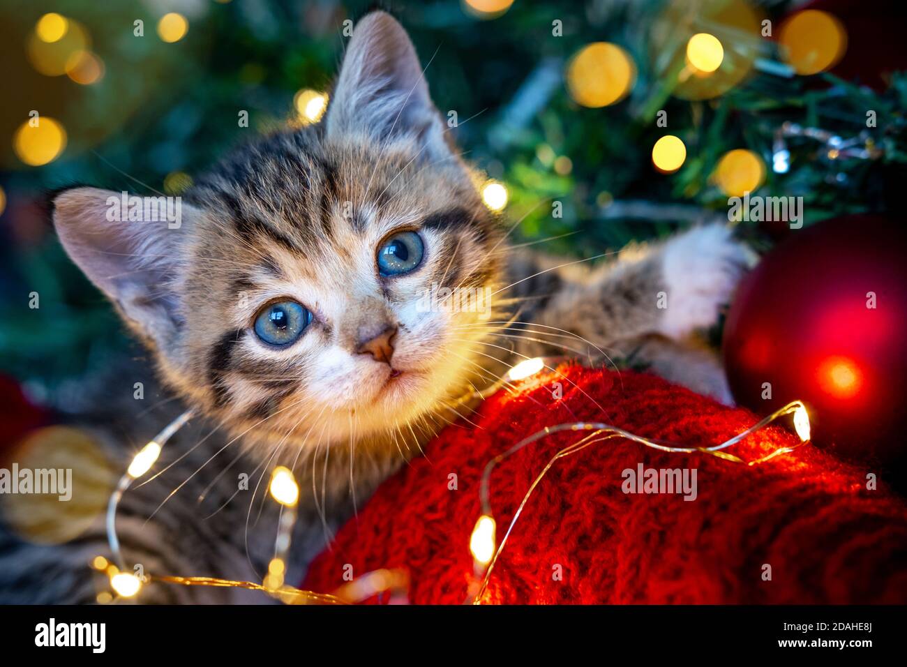 Gato de Navidad. Retrato gatito a rayas jugando con luces navideñas  guirnalda de fondo rojo festivo. Kitty mirando la cámara Fotografía de  stock - Alamy
