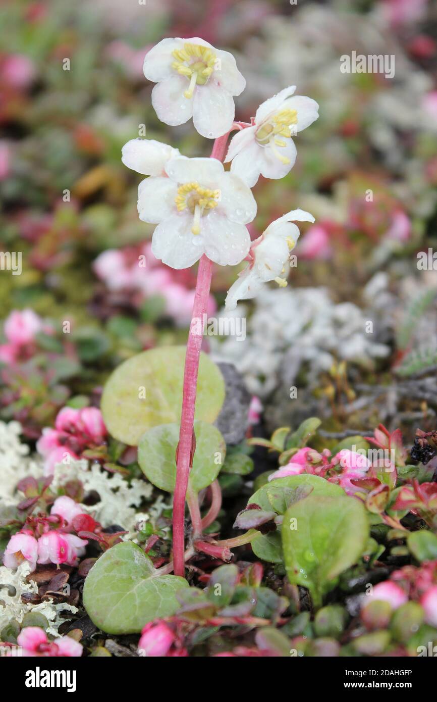 Flor grande Wintergreen Pyrola grandiflora Foto de stock