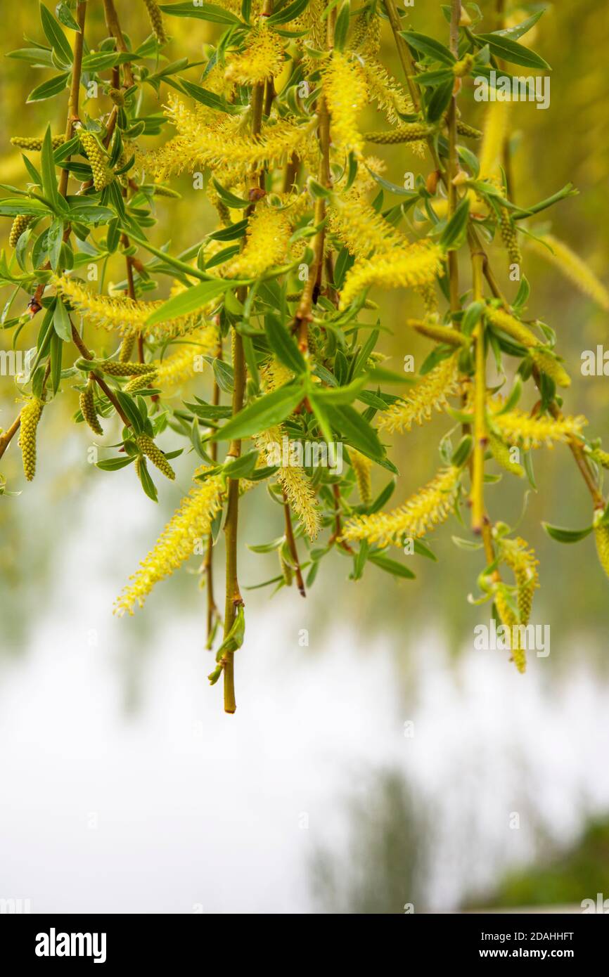 árbol de sauce babilonia fotografías e imágenes de alta resolución Alamy