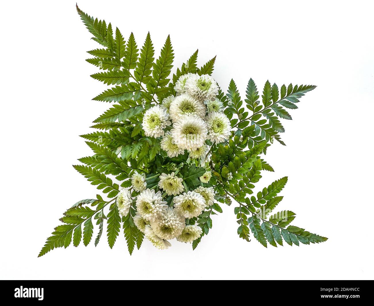 Un montón de flores blancas sobre un fondo blanco Foto de stock