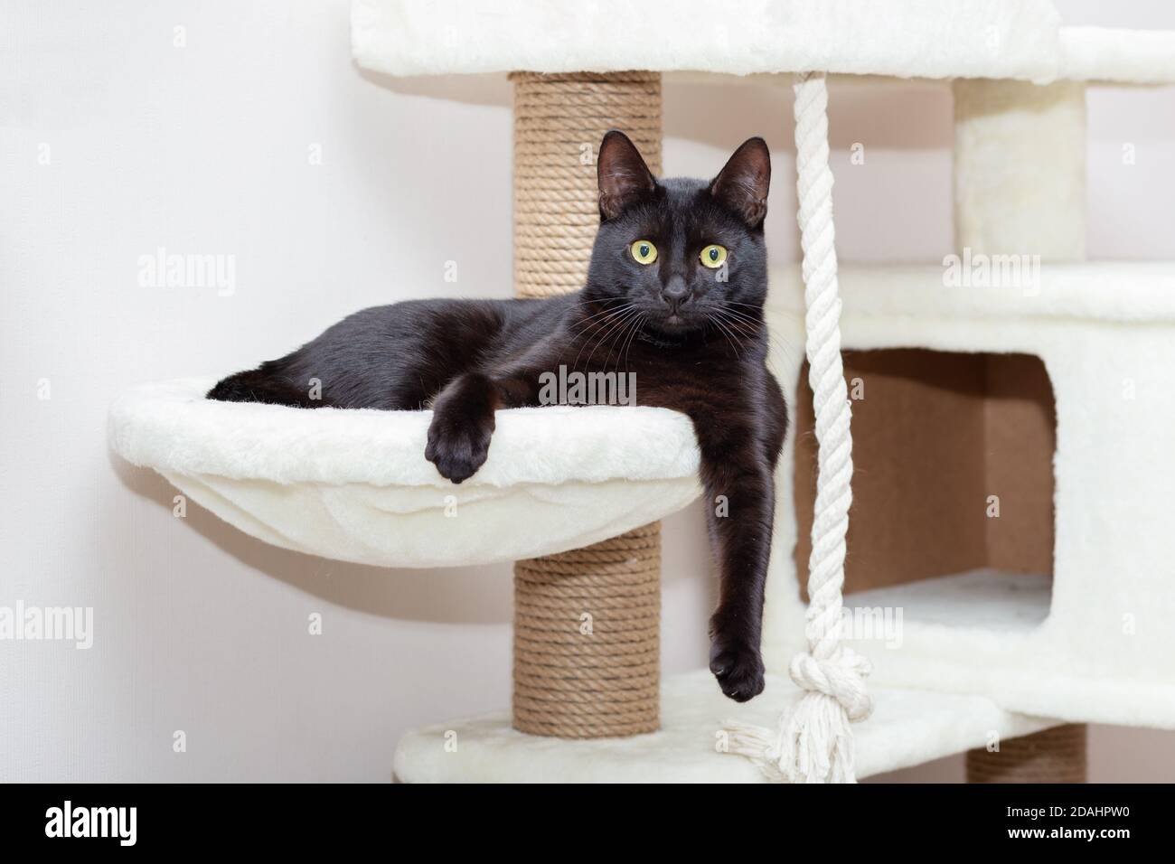 Un gato negro con un abrigo brillante está acostado en un complejo especial  para los gatos en el apartamento Fotografía de stock - Alamy