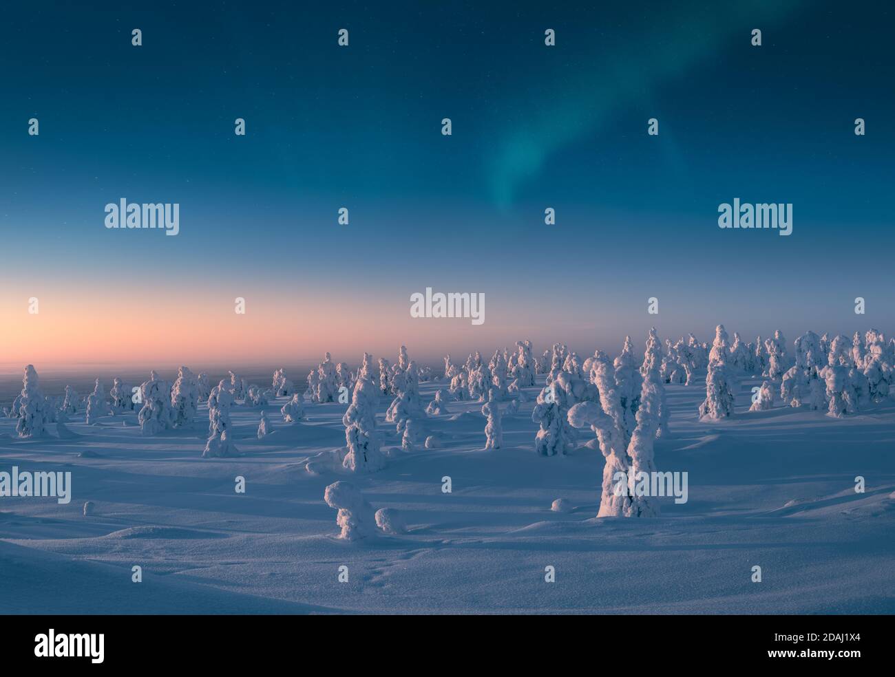 Árboles cubiertos de nieve a la luz de la mañana con aurora borealis en el cielo Foto de stock