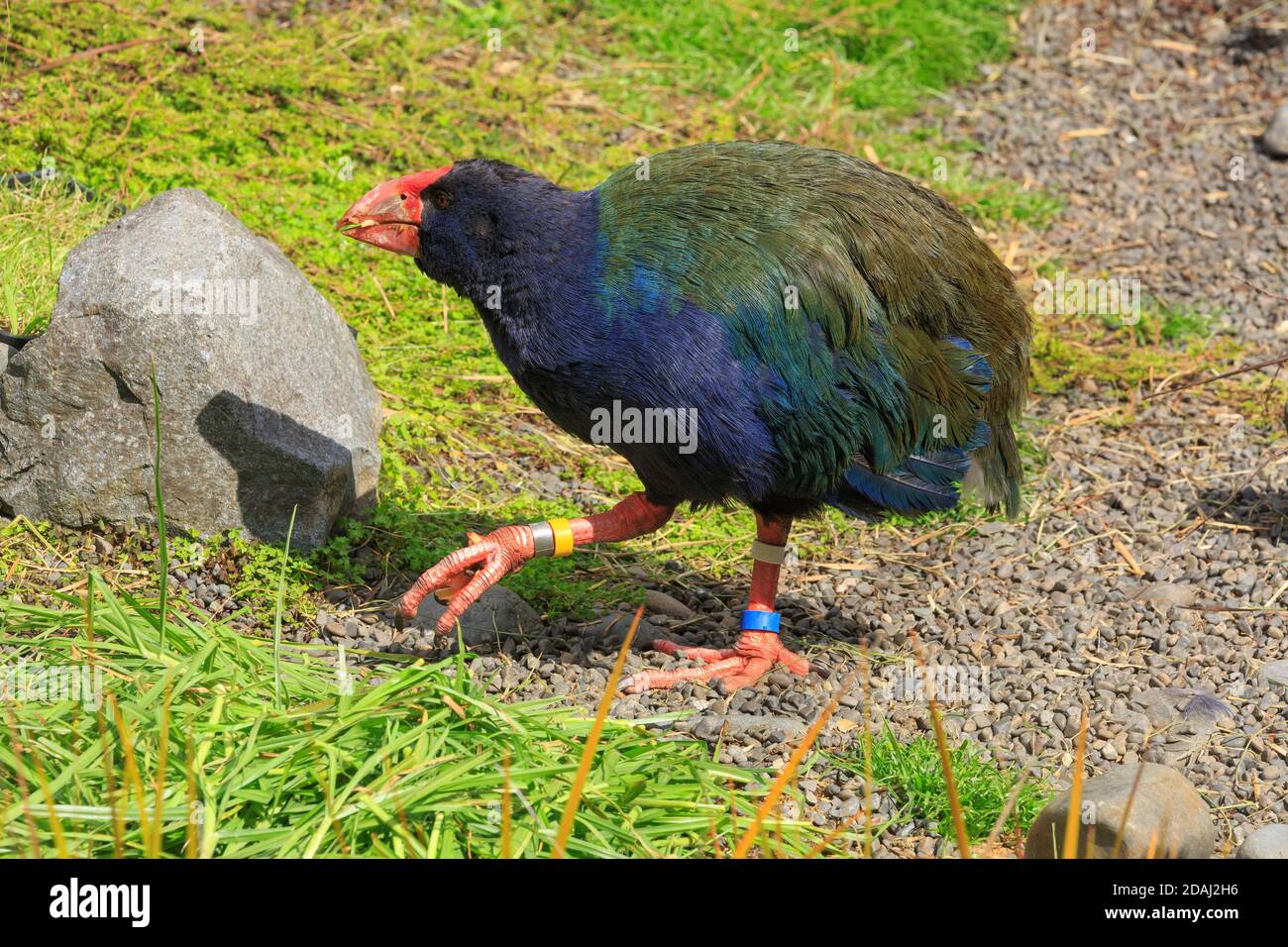 Un takahe, un ave en peligro de extinción, que solo se encuentra en Nueva Zelanda con un hermoso plumaje azul y verde Foto de stock