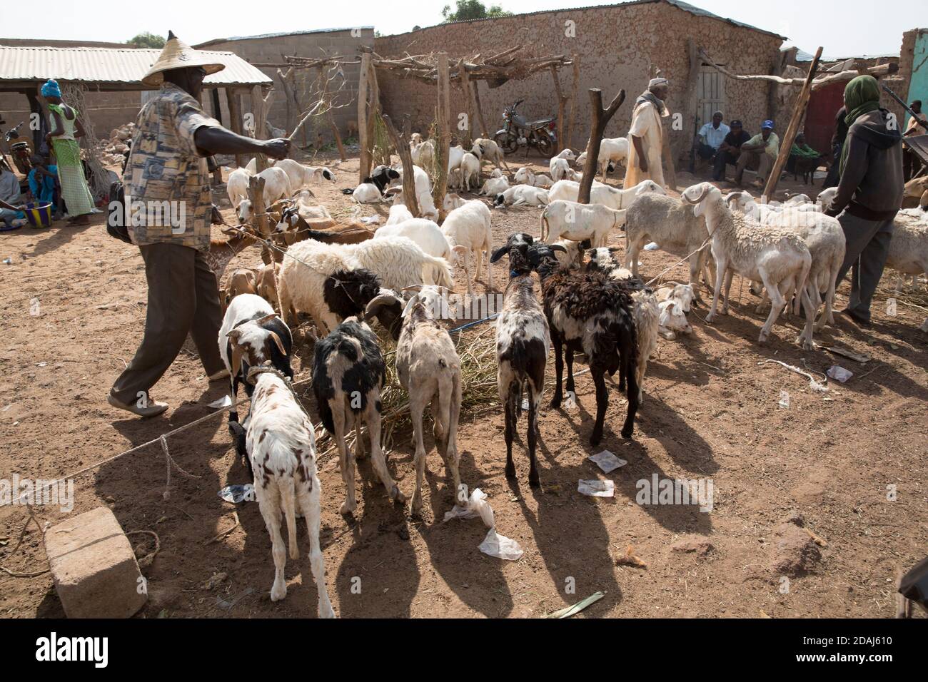 Selingue, Malí, 25 de abril de 2015; vendedores de ovejas. Estos comerciantes compraron sus animales en Ouelessebougou, a 60 km de distancia, pero hoy no ha sido un buen día para las ventas. Foto de stock